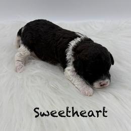 Sweetheart - Parti female Poodle puppy in Wheatland, California from Sapphire Ridge Poodles