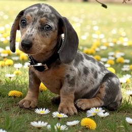 Arizona - Dachshund