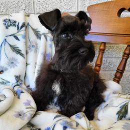 Miniature Schnauzer Puppies from Mert's Creek Miniature Schnauzers