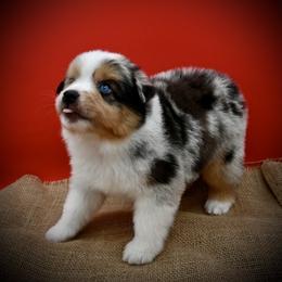 Gus - Blue merle male Miniature American Shepherd puppy in Valley Springs, California from Raindance Ranch