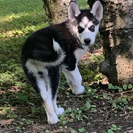 Siberian Husky Puppies from Mill Creek Siberian Huskies