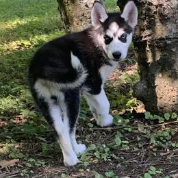 Siberian Husky Puppies from Mill Creek Siberian Huskies