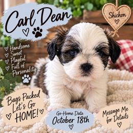 Carl Dean - Brown and white male Shichon puppy in Ronda, North Carolina from Willow River