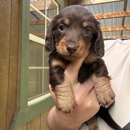 Girl 1 - Chocolate Dachshund puppy in Cabool, Missouri from Shannon Dachshunds