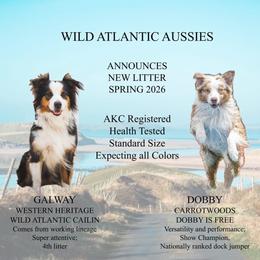 Australian Shepherd puppies from Wild Atlantic  Aussies