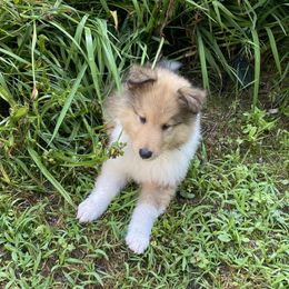Bear - Sable male Collie puppy in Blossvale, New York from Glenara Collies & Papillons