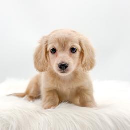 Crystal - Cream female Dachshund puppy in Litchfield, Illinois from Charmm Dachshunds