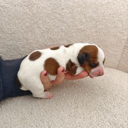 Dachshund Puppies from Magnolia Dachshunds