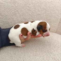 Dachshund Puppies from Magnolia Dachshunds