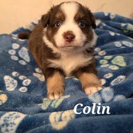 Colin - Red tri male Toy Australian Shepherd puppy in Bethany, Oklahoma from Donna's Toy & Mini Aussies