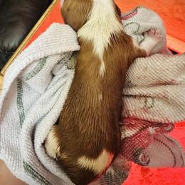 Snow - Blenheim male Cavalier King Charles Spaniel puppy in Tunbridge, Vermont from Solheimar