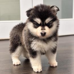 Mini - Black and white female Pomsky puppy in La Verne, California from Red Cedar Pomskies