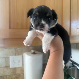 Atlas - Black and tan male Pembroke Welsh Corgi puppy in Red Bluff, California from Wilder Ranch Corgis