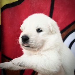 Berger Blanc Suisse and German Shepherd Puppies from Scenic Creek German Shepherds and White Swiss Shepherds
