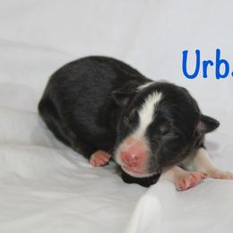 Urban - Tri-color male Border Collie puppy in Cedartown, Georgia from Ferguson Border Collies