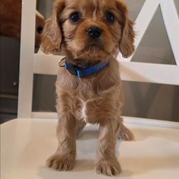 Rocket - Ruby male Cavalier King Charles Spaniel puppy in Winnemucca, Nevada from Ruby Mountain Cavaliers