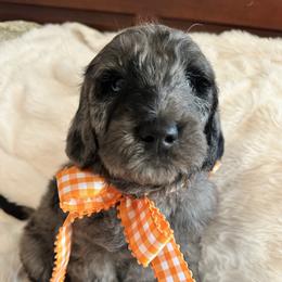 Tea - Merle male Goldendoodle puppy in Greensboro, Georgia from B’s Doodles