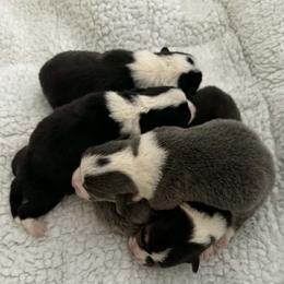 Pembroke Welsh Corgi puppies from Sunnydale Corgis
