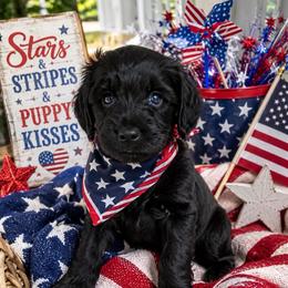 Lavendar collar - Black female Goldendoodle puppy in Aurora, Illinois from Chicago Goldendoodles