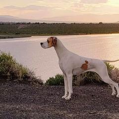 Curly-Coated Retrievers and Pointers from Avalon Pointers