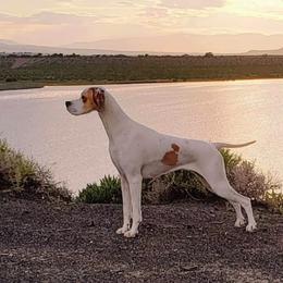 Curly-Coated Retrievers and Pointers from Avalon Pointers