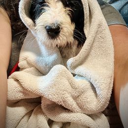Bearded Collie and Border Collie Puppies from Beloved Bearded & Border Collies