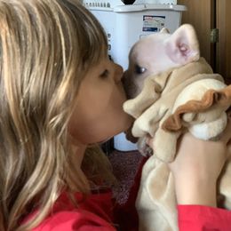 Boston Terrier and French Bulldog Puppies from High Plains