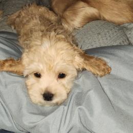 Gene - Cream male Cockapoo puppy in Virginia Beach, Virginia from Christine's cockapoos