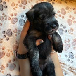 Standard Schnauzer Puppies from Harbor Hill Standard Schnauzers