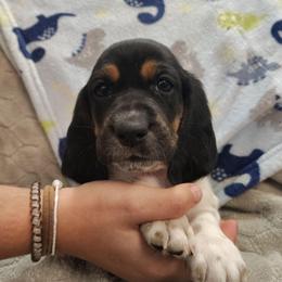 Jackson - Black brown and white male Basset Hound puppy in Newton Grove, North Carolina from MGA Basset Hound