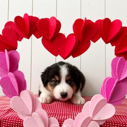 Tux - Black tri-color male Australian Shepherd puppy in Kearney, Nebraska from Helix Aussies