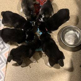 Siberian Husky Puppies from Myths and Legends Siberian Huskies