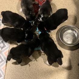 Siberian Husky Puppies from Myths and Legends Siberian Huskies