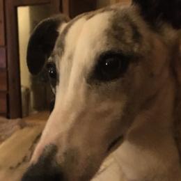 Miniature Schnauzers and Whippets from Saving Grace