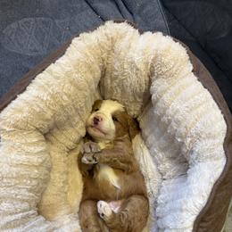 Bernedoodle Puppies from Palmetto Bernedoodles Boutique