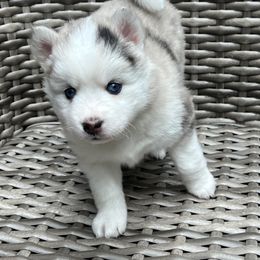 Pomsky Puppies from Granite State Pomskies