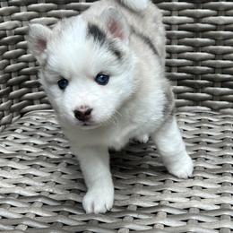 Pomsky Puppies from Granite State Pomskies