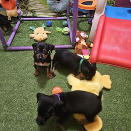 Jackson - Black and tan male Miniature Pinscher puppy in Baton Rouge, Louisiana from Pike's Pups
