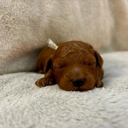 Alfalfa - Red  male Poodle puppy in Hawthorne, Florida from Loblolly Ranch