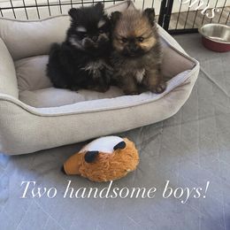 Pomeranian Puppies from Glitzypoms