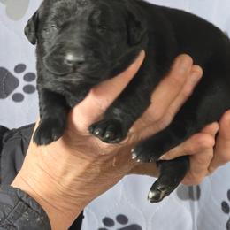 Boy 1 - Golden male Golden Retriever puppy in Montrose, Michigan from Spraggins Sweet Acres
