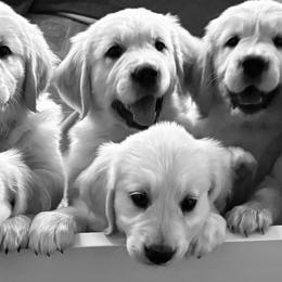 Golden Retrievers from Vollbach Farm