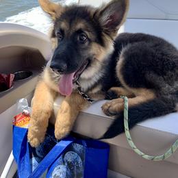 German Shepherd and Miniature American Shepherd Puppies from Bouchard’s Best Shepherds