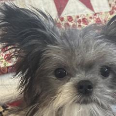 Mi-Kis from Brumbys Run Mi-Kis