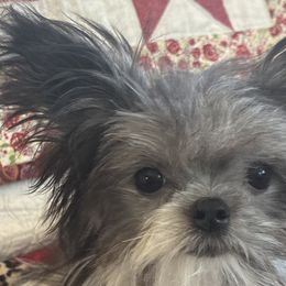 Mi-Kis from Brumbys Run Mi-Kis