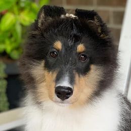 Shetland Sheepdogs from Clermont