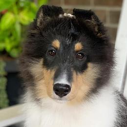 Shetland Sheepdogs from Clermont