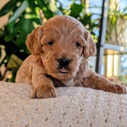 Cavapoo puppies from Cavapoo Cuddles