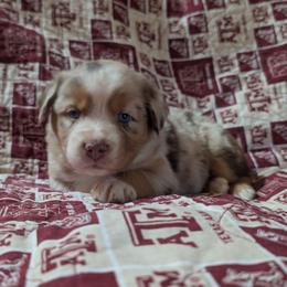 Ruby - Red merle female Miniature Australian Shepherd puppy in Crockett, Texas from Pleasant Grove Aussies