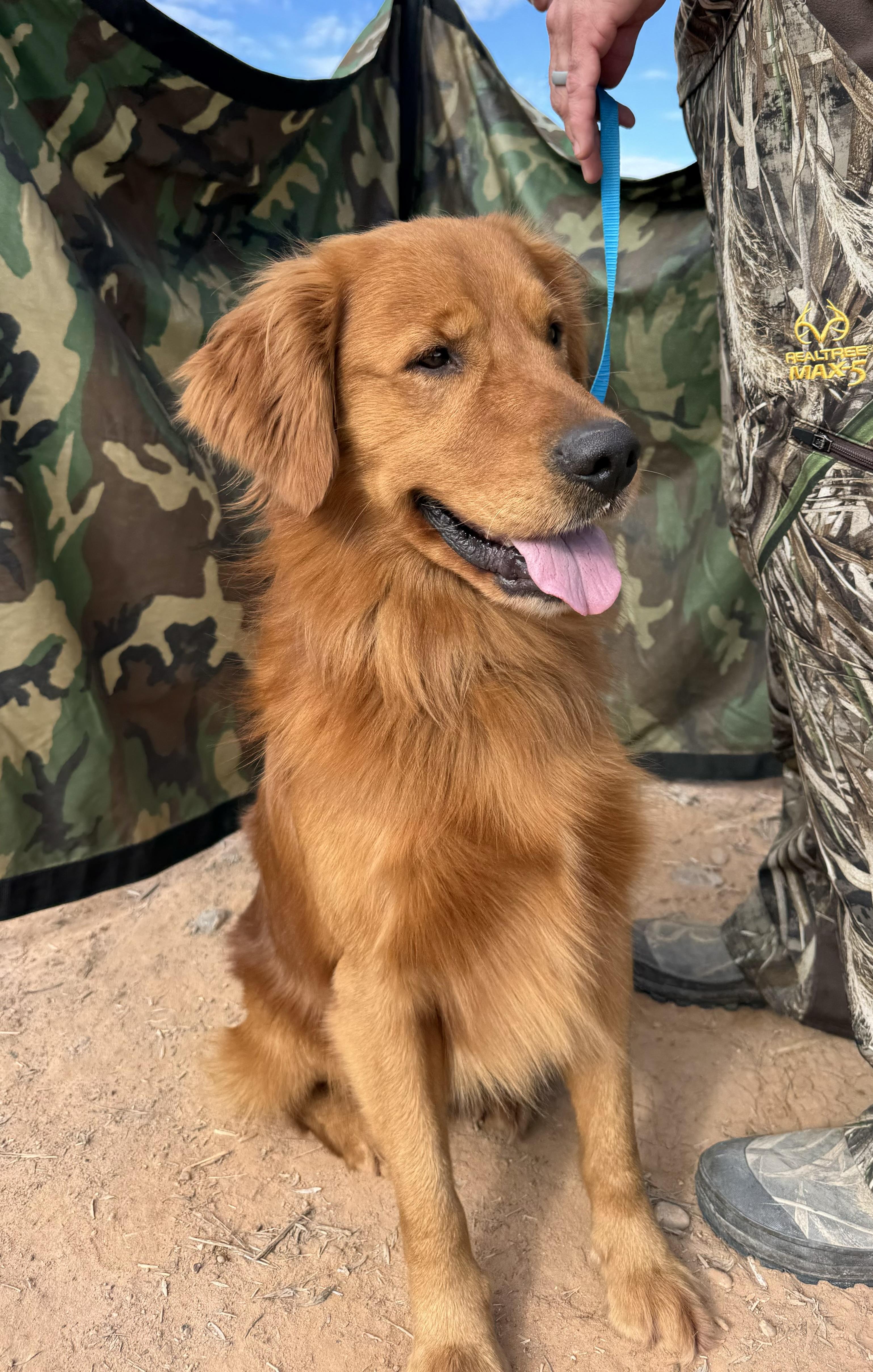 All Around Retrievers in Nevada | Golden Retriever puppies | Good Dog